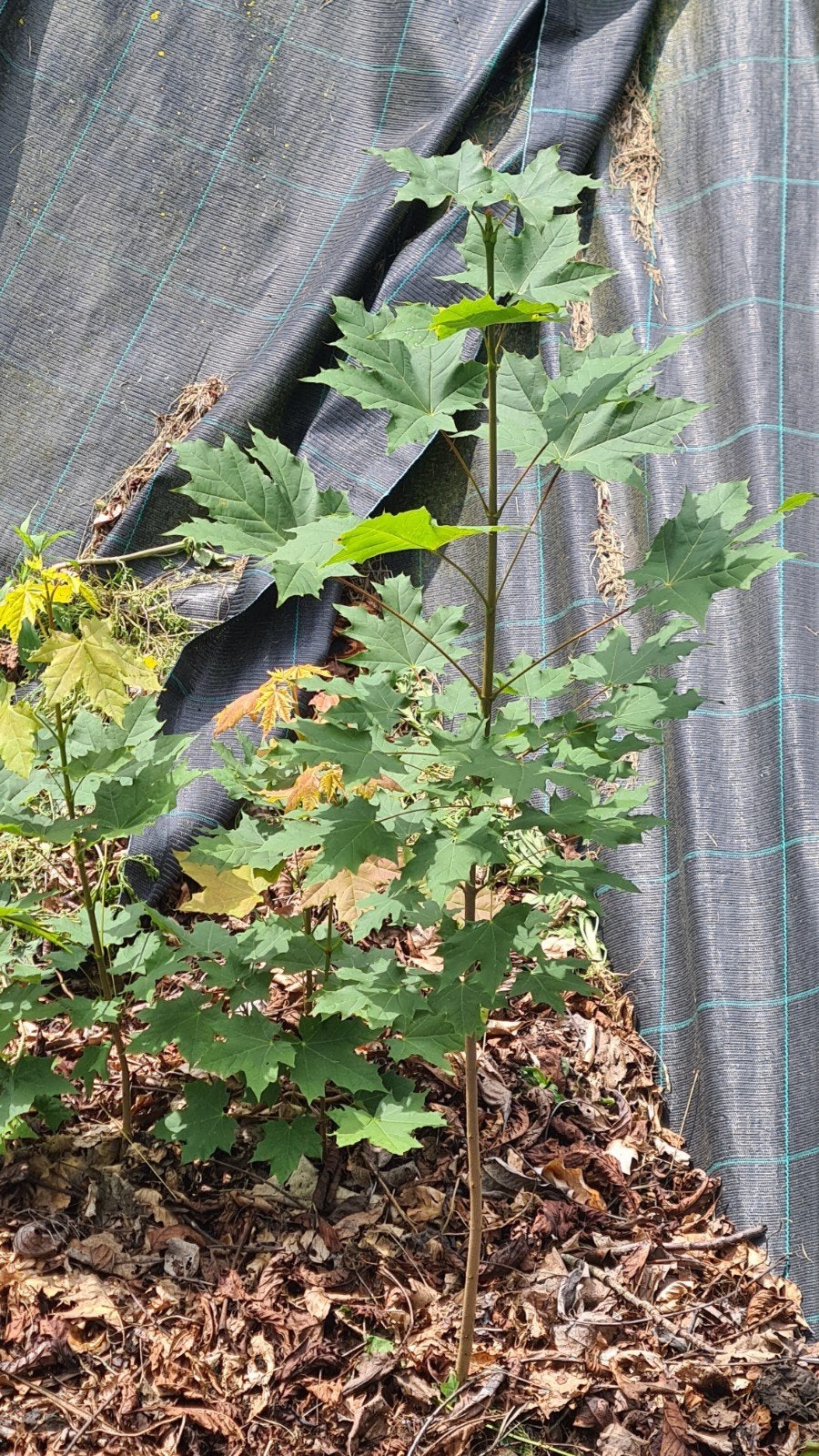 Esdoorn boompje, Jardin & Terrasse, Plantes | Arbres, Enlèvement