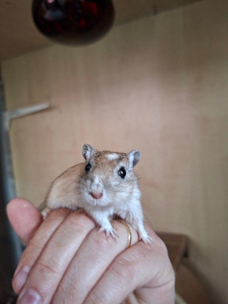 Gerbil, Dieren en Toebehoren, Ophalen