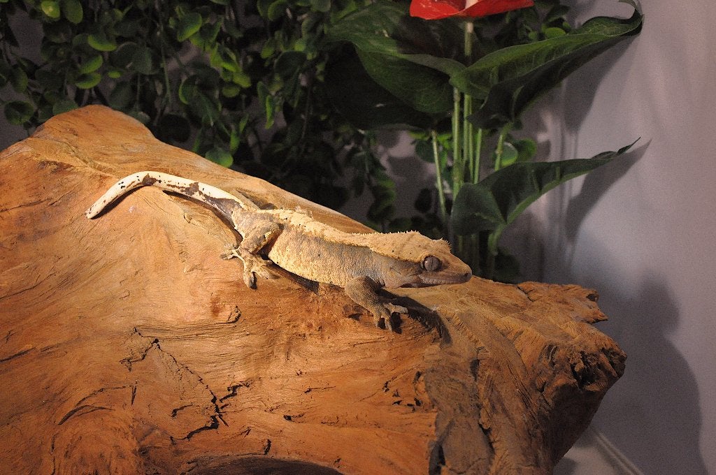 Wimpergekko 14, Animaux & Accessoires, Reptiles & Amphibiens, Autres espèces, 0 à 2 ans