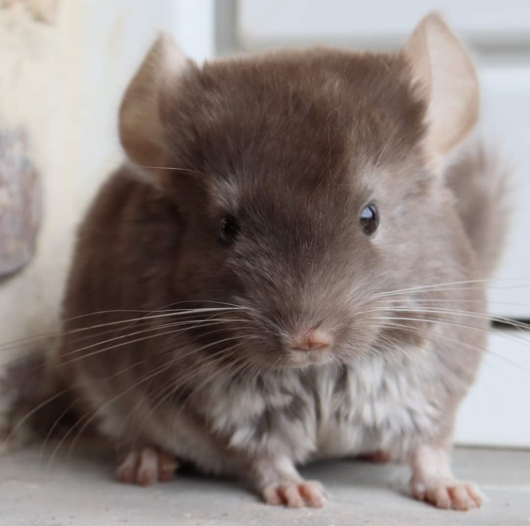 Chinchilla’s met stamboom, maatwerk glazen kooi en extra's, Animaux & Accessoires, Juillet, Mâle