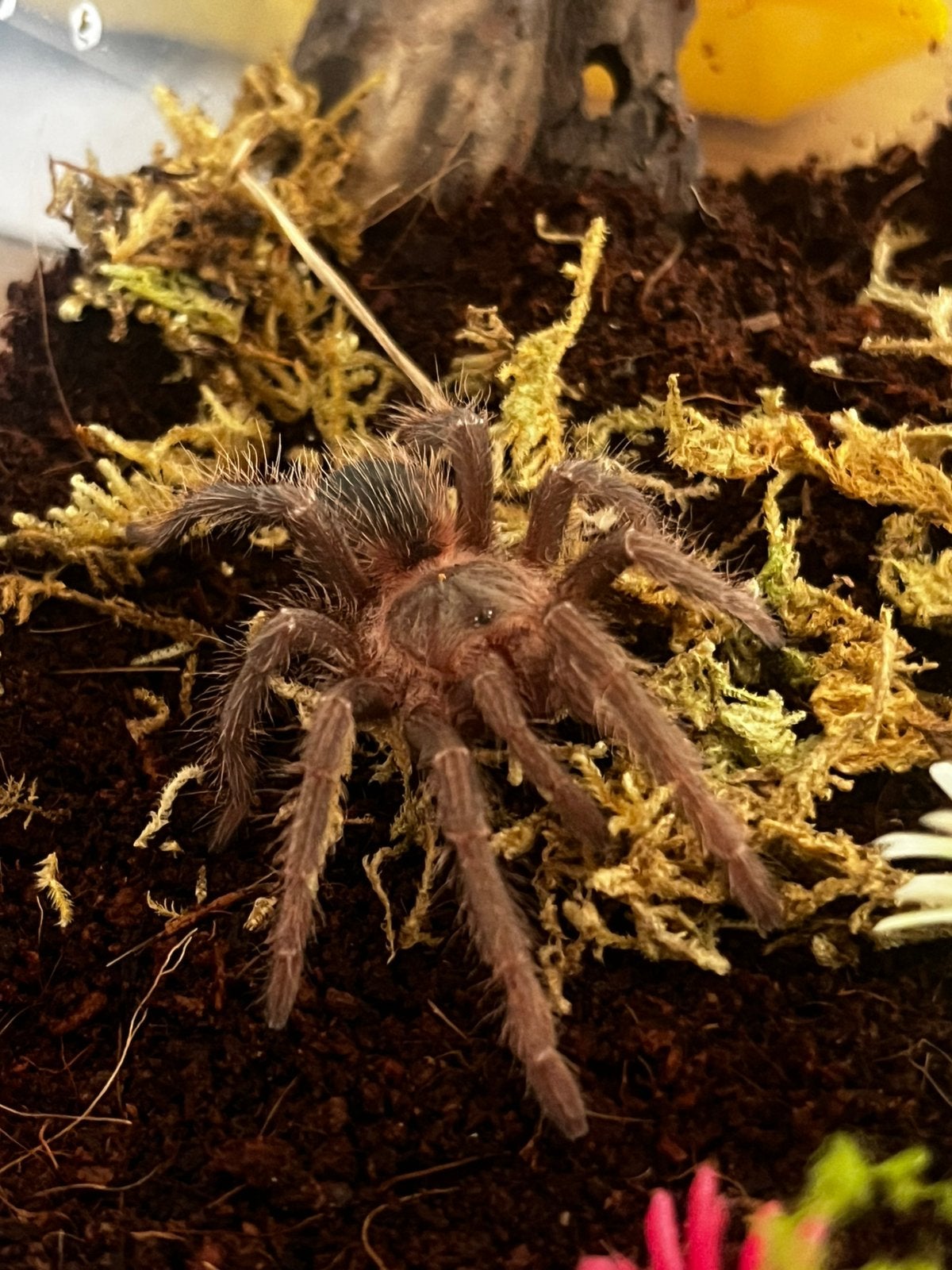 Lasiodora parahybama juv tarantula vogelspin bird eater, Spin of Schorpioen