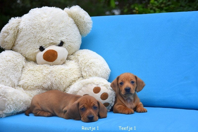 Prachtige Dwergteckel pups, België, CDV (hondenziekte), 8 tot 15 weken, Korthaar