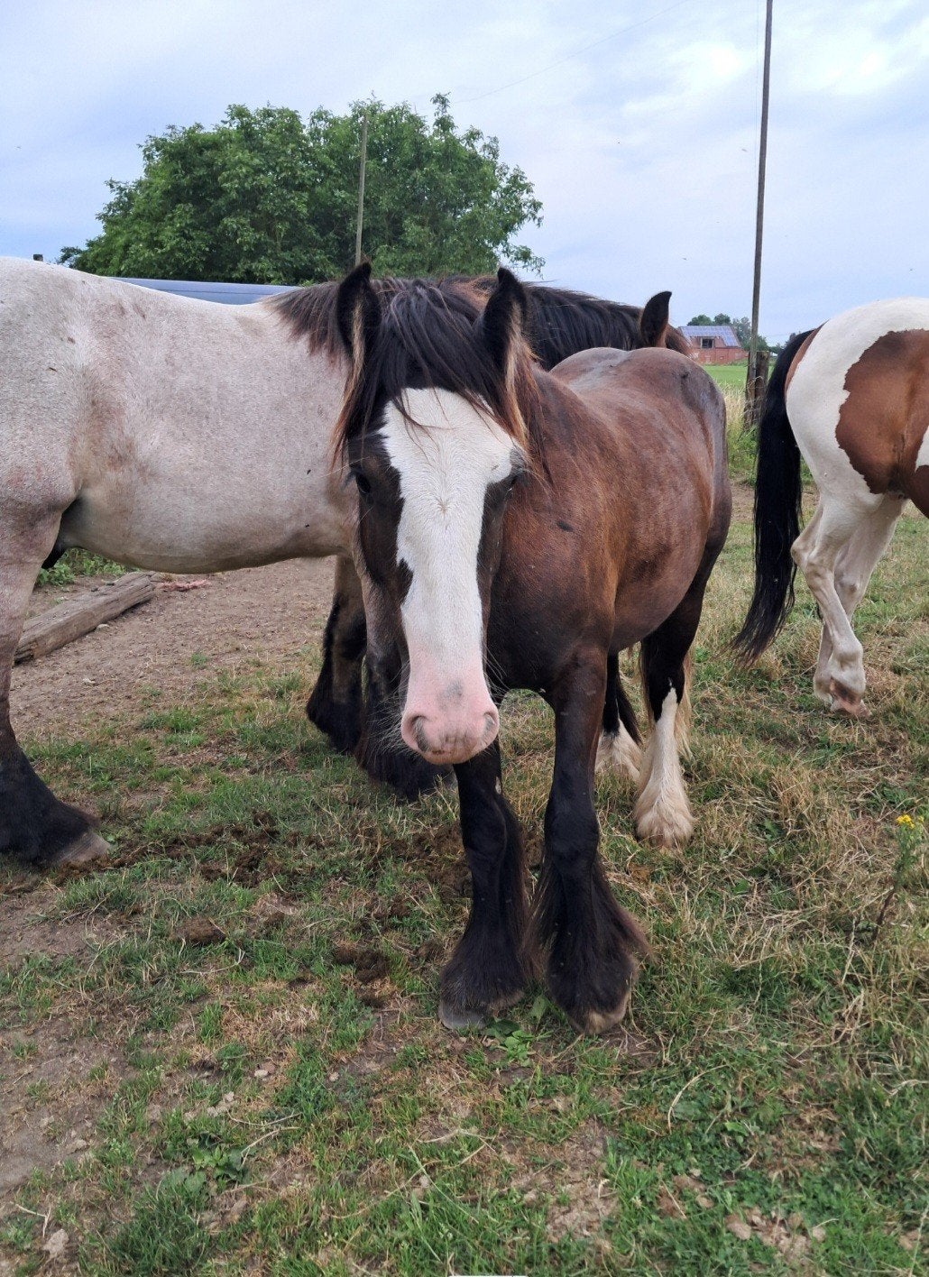 Brave c pony, Dieren en Toebehoren, Pony's, Hengst