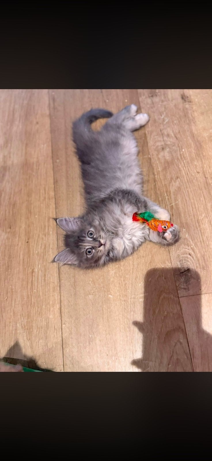 Chaton Maine coon, Animaux & Accessoires, Chats & Chatons | Chats de race | Poil long, Chatte ou Chat, 0 à 2 ans