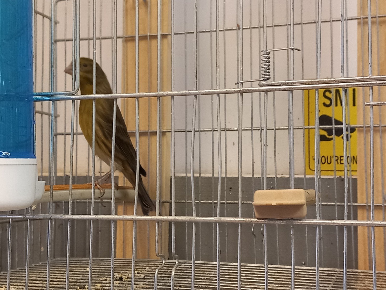 roodmus x kanarie, Dieren en Toebehoren