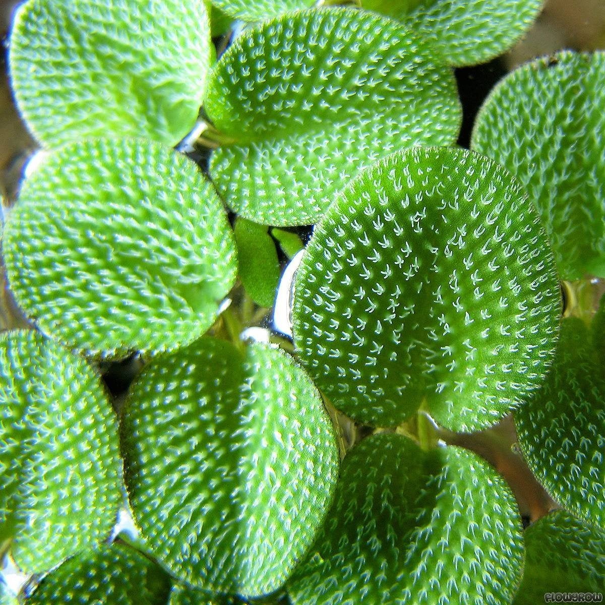 Salvinia minima drijfplantjes, Enlèvement
