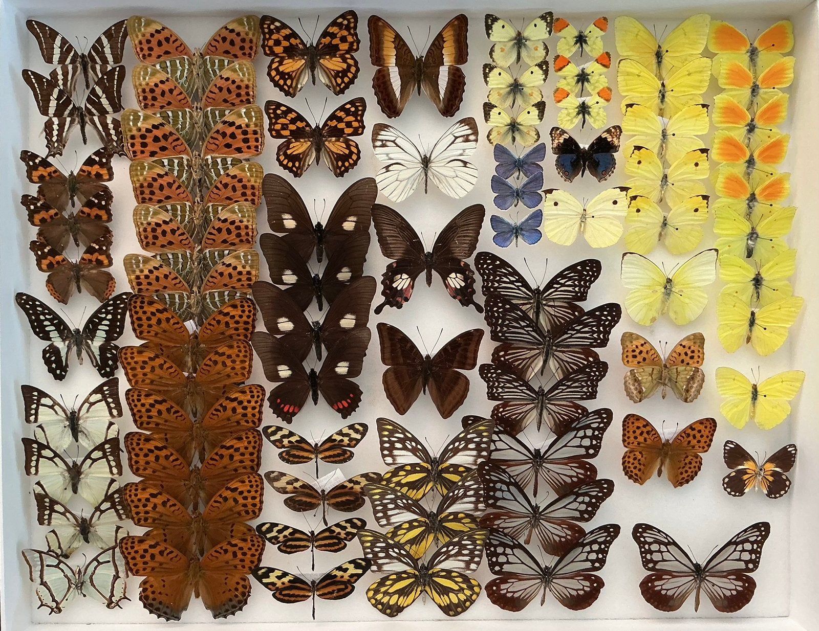 Vlinders, 5€/ exemplaar, Collections, Collections Animaux, Enlèvement, Comme neuf