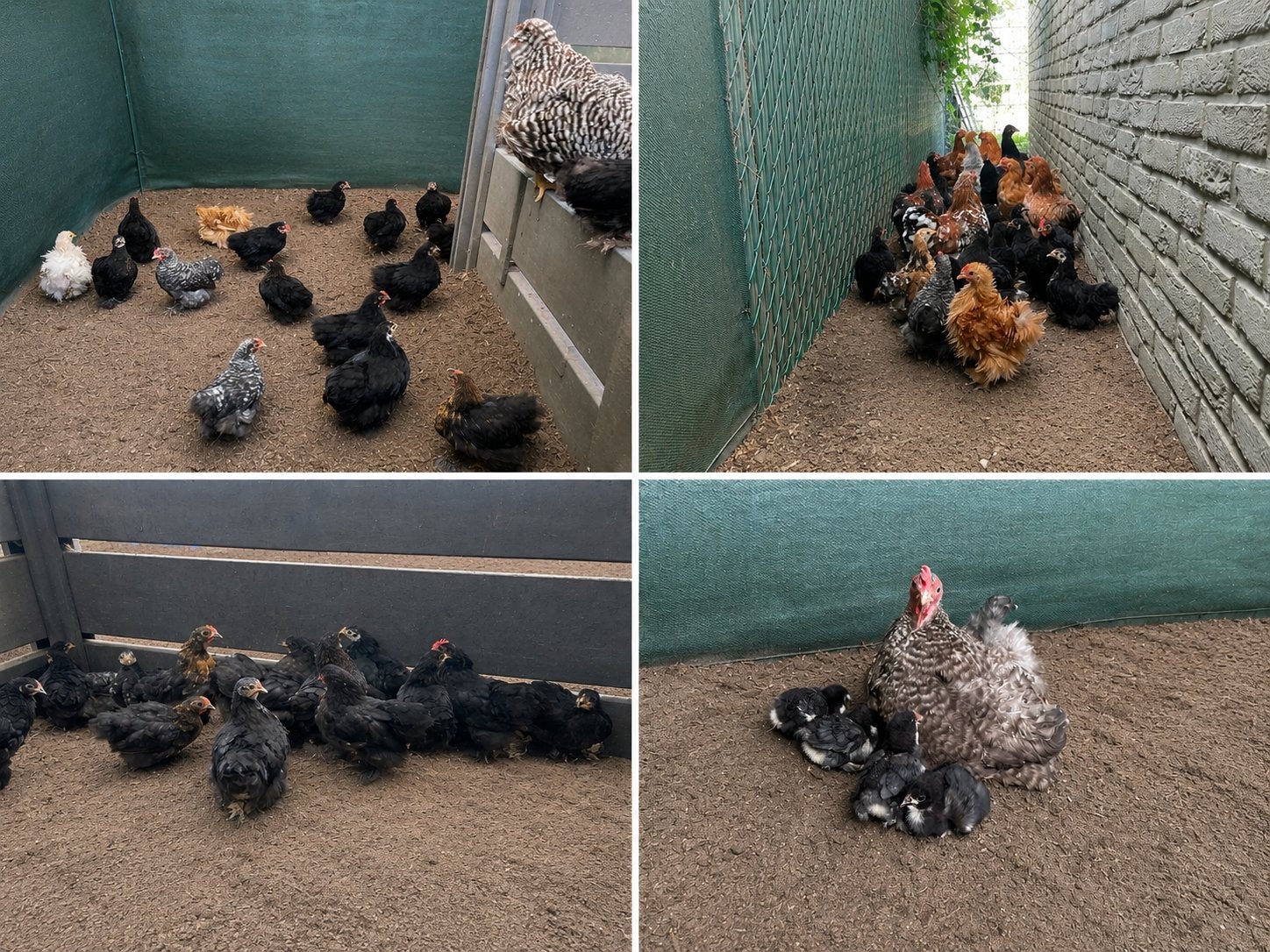 Cochin krieltjes  (hennen en haantjes), Plusieurs animaux, Poule ou poulet