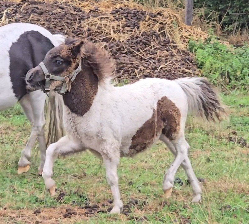 minipaardje hengstje nmprs, Dieren en Toebehoren, Recreatiepony