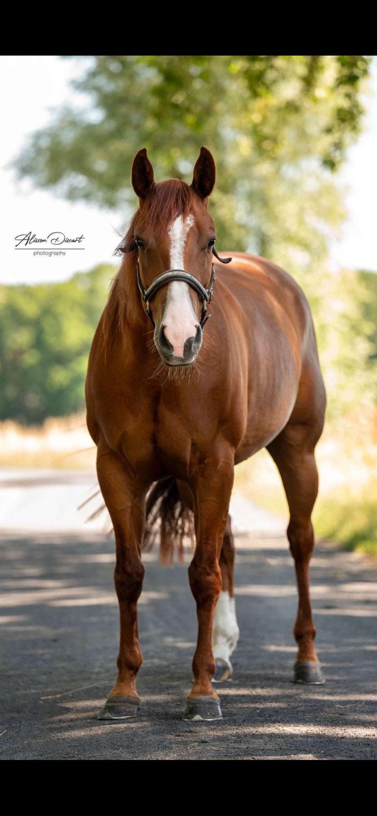 7 jarige Quarter merrie, Dieren en Toebehoren, Paarden, Merrie, Minder dan 160 cm, Met stamboom, Niet van toepassing