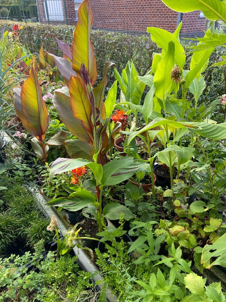 Canna, Autres espèces, Plein soleil, Été, Enlèvement