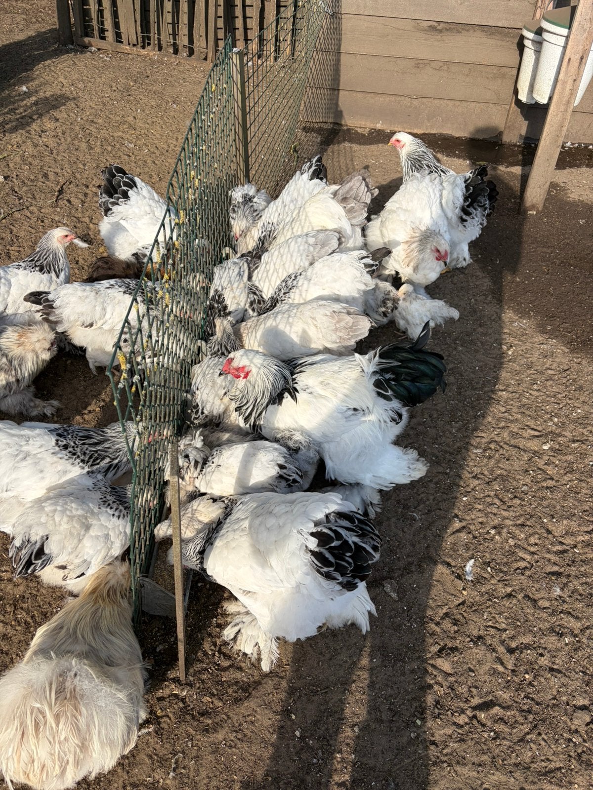 Jonge Brahma Columbia Hanen, Dieren en Toebehoren