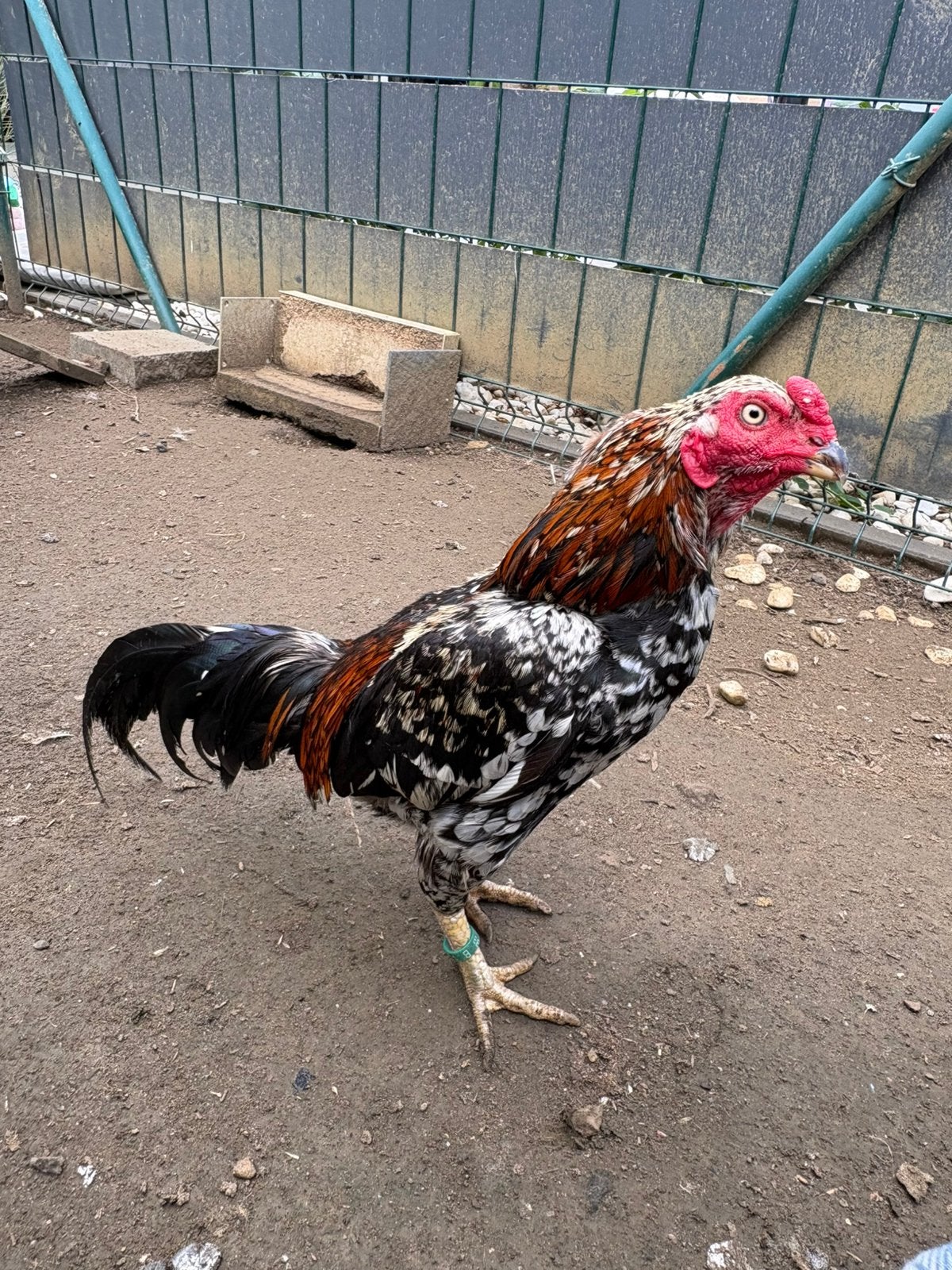 Aseel kriel haan, Mâle, Poule ou poulet