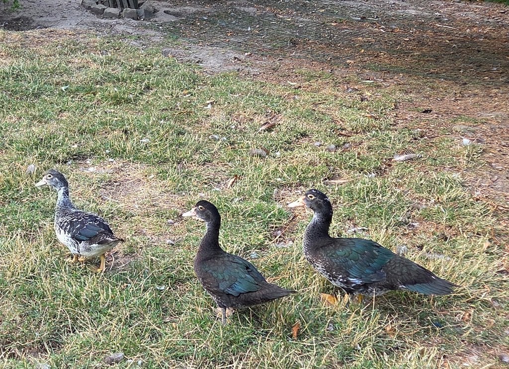 Trio de jeunes canards barbares, Plusieurs animaux, Canard