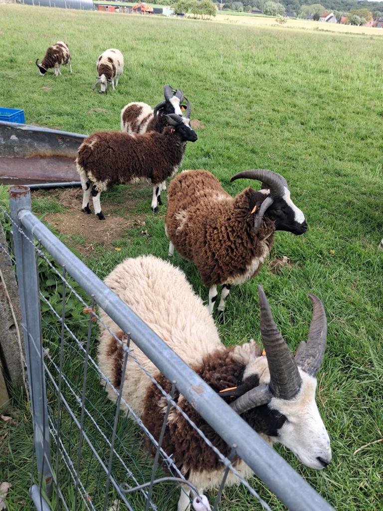 Béliers de St. Jacobs, Animaux & Accessoires, Mâle, Mouton, 0 à 2 ans