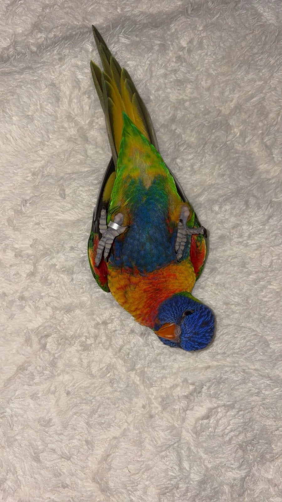 Perroquet loris magnifique couleur, Sexe inconnu, Perroquet, Parleur