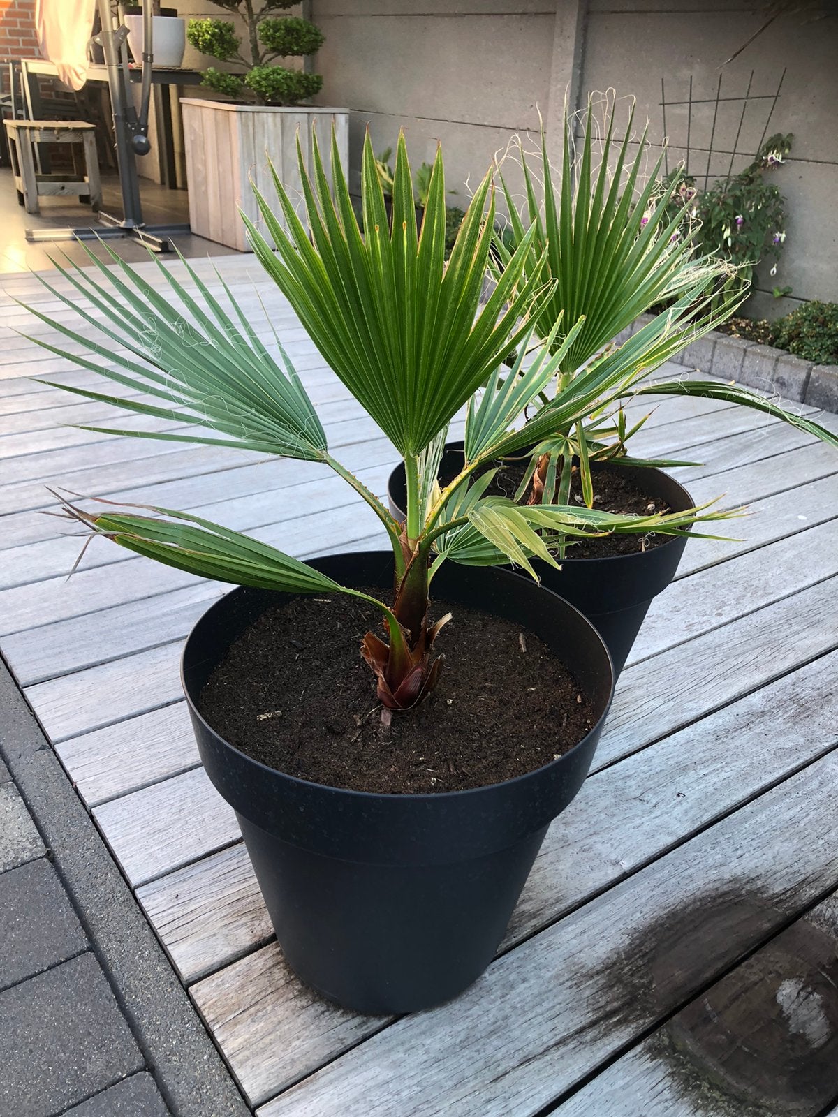 Palmboompje washingtonia, Tuin en Terras, Ophalen