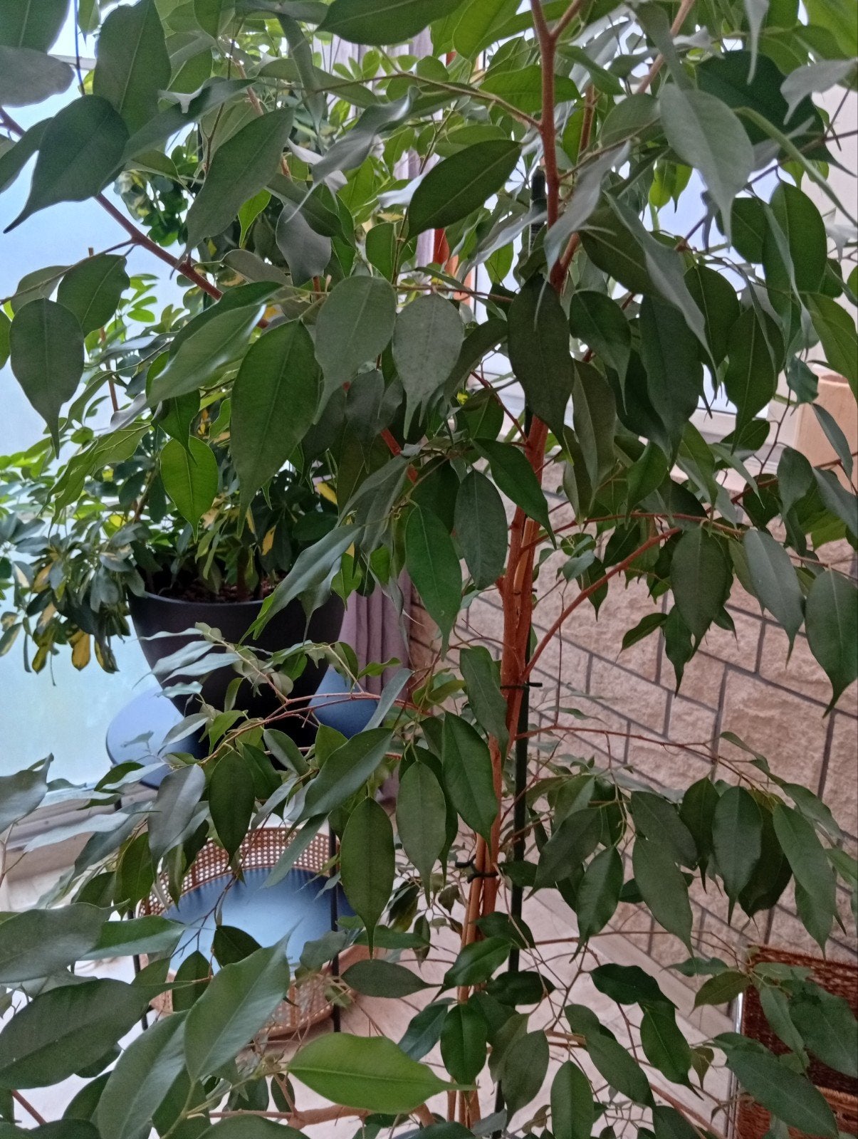 des plantes vertes, Enlèvement