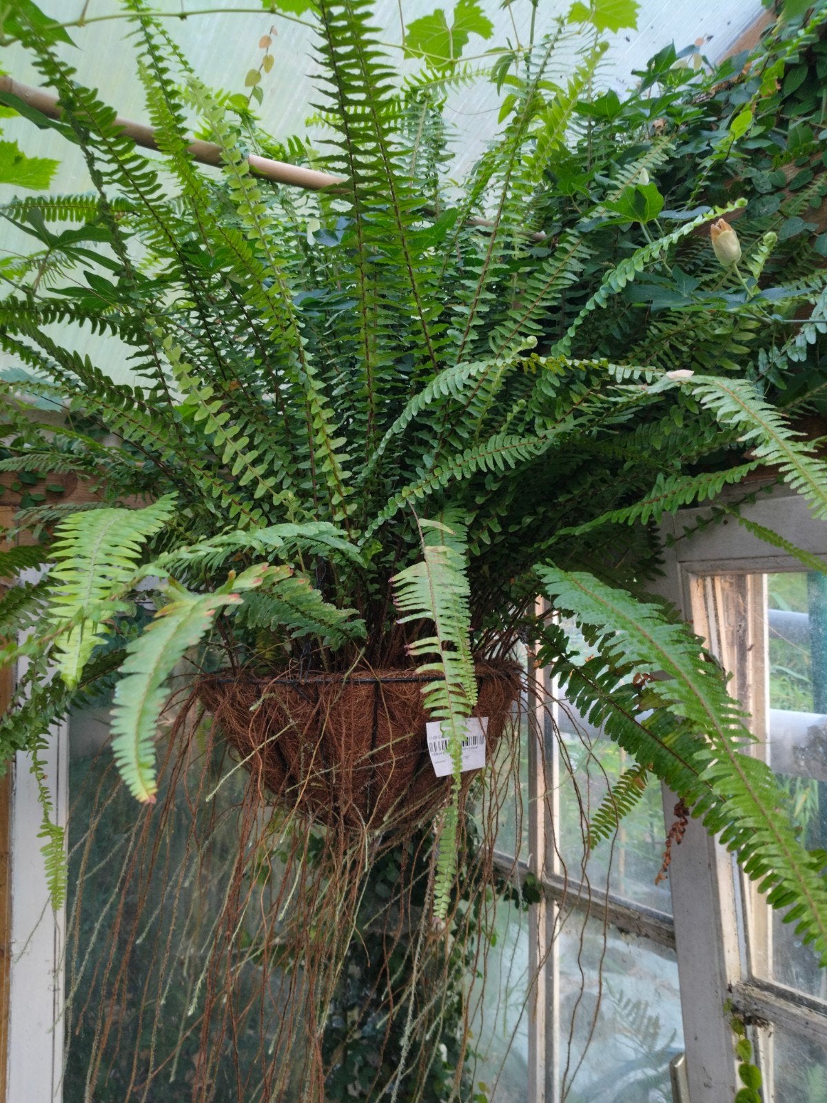 Nephrolepis exaltata, Ophalen