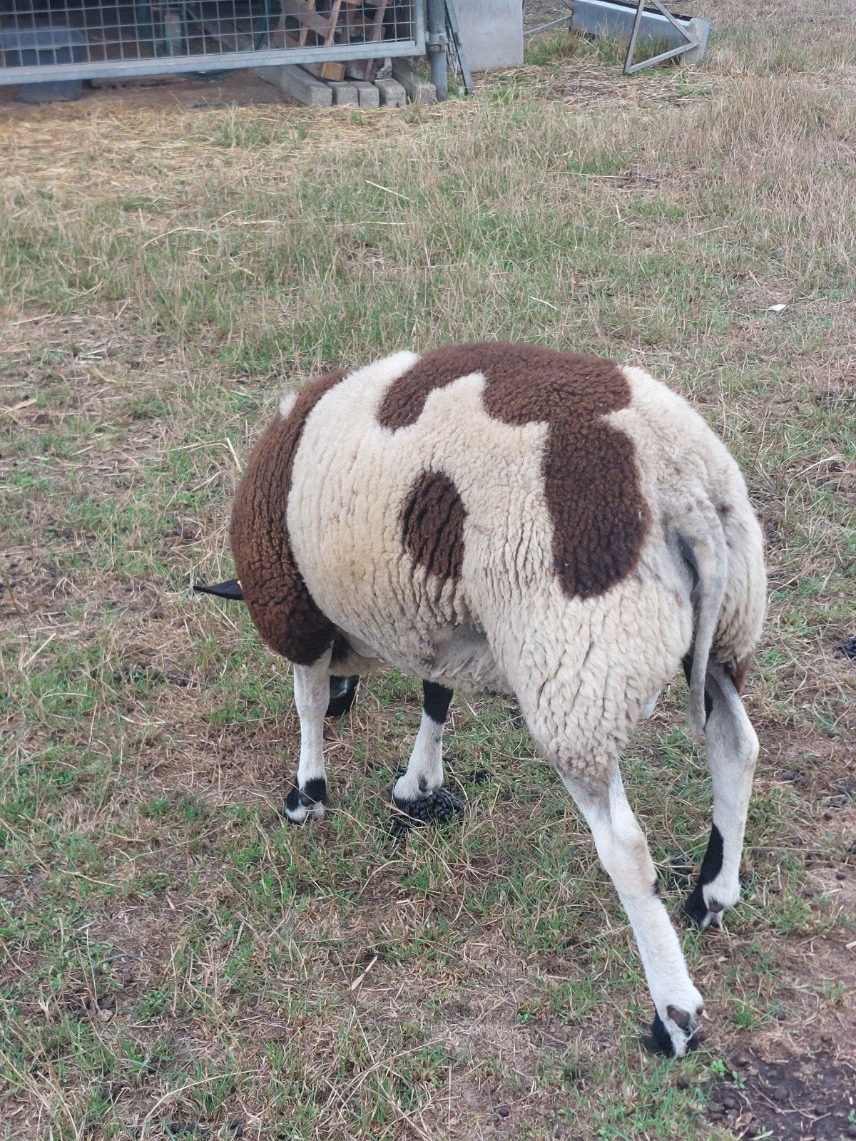 bonte ram