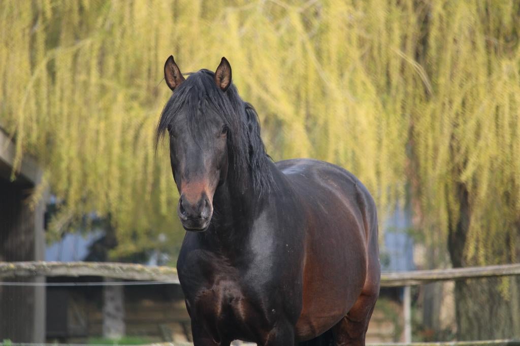 PRE ter dekking -Bien de Scuderia- zoon van Poeta de Susaeta, Dieren en Toebehoren, Paarden, Hengst, 160 tot 165 cm, Met stamboom