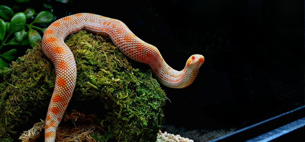 Albino Conda Western Hognose man + volledig terrarium pakket, Animaux & Accessoires, Serpent