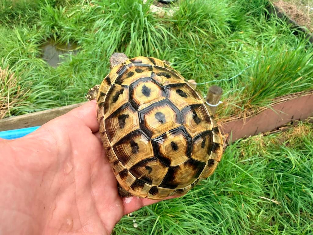 Tortue herman boetgeri, Dieren en Toebehoren, Schildpad
