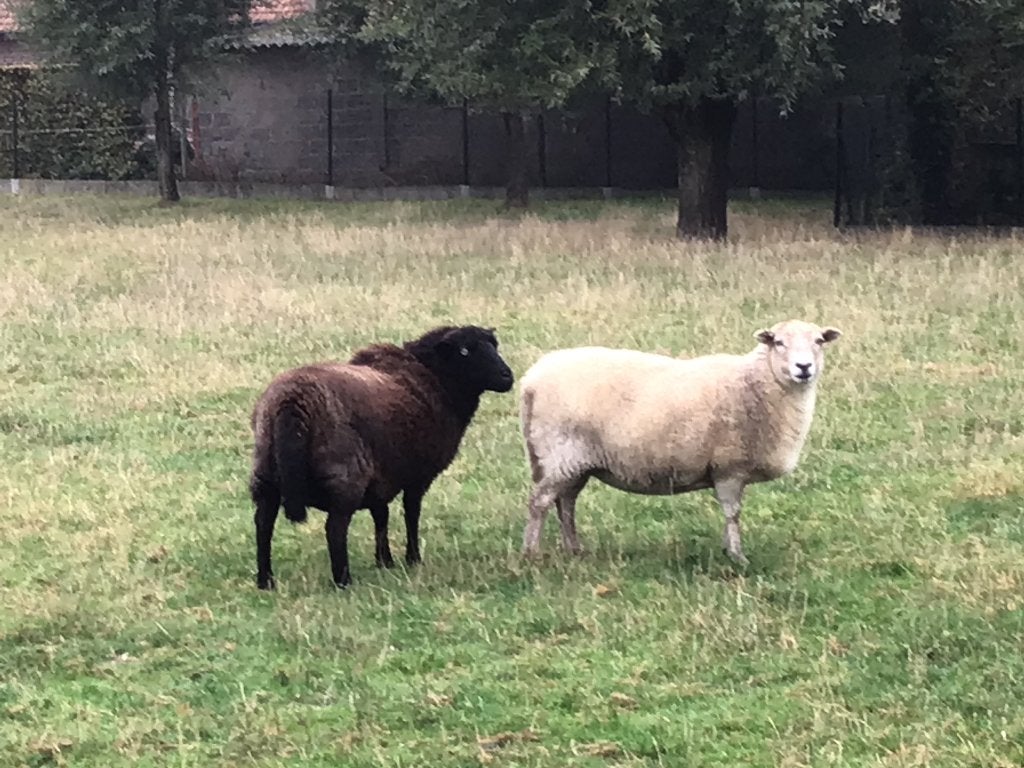 Schapen, Vrouwelijk, Schaap, 3 tot 5 jaar