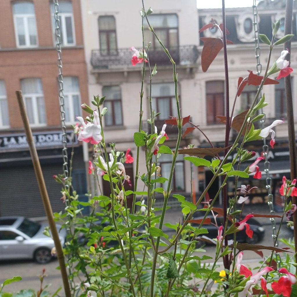 Salvia microphylla, Autres espèces, Plein soleil, Été, Enlèvement