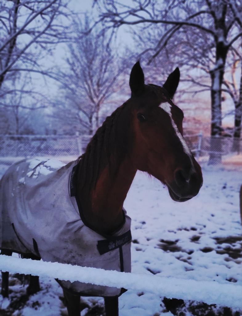 Halve stal gezocht voor beide paarden, Dieren en Toebehoren, Paarden, Meerdere dieren, Zadelmak, 165 tot 170 cm