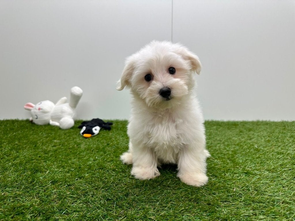 Chiots Bichon Maltais, Hépatite contagieuse (maladie de Rubarth), Bichon maltais, Plusieurs, Belgique