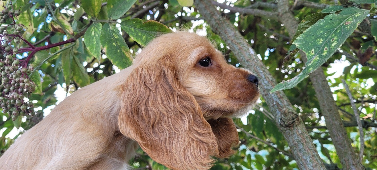 Engelse cocker pups leven huislijk ouders getest Ed HD DNA, Animaux & Accessoires, Plusieurs, Éleveur | Loisir, Hépatite contagieuse (maladie de Rubarth)