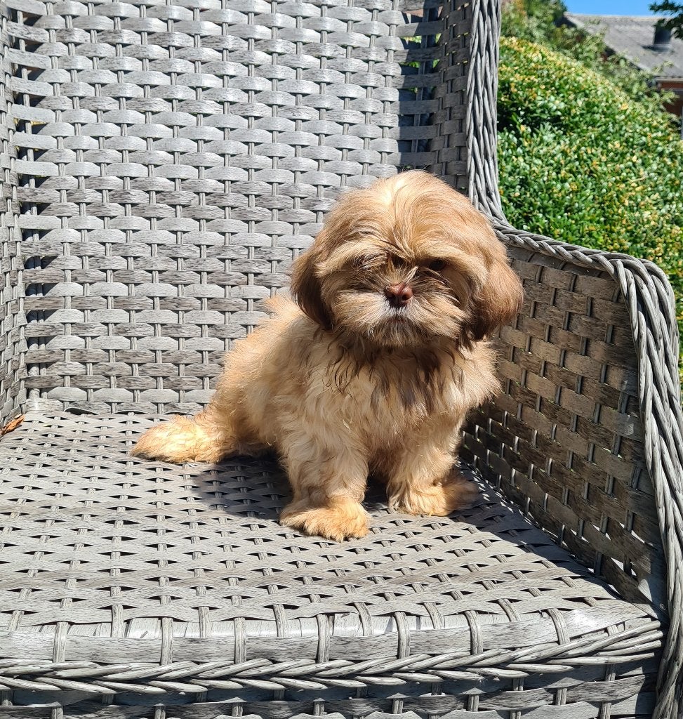 shih tzu pups, Dieren en Toebehoren, België, 15 weken tot 1 jaar, Overige rassen, CDV (hondenziekte)