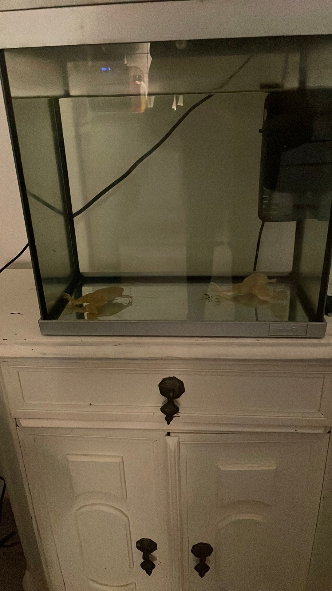 Aquarium met 2 dwerg klauwkikkers, Ophalen, Zo goed als nieuw