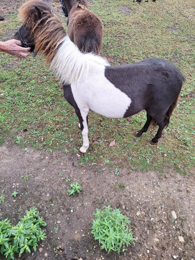 mini paardje, Dieren en Toebehoren, Pony's, Hengst, Gechipt