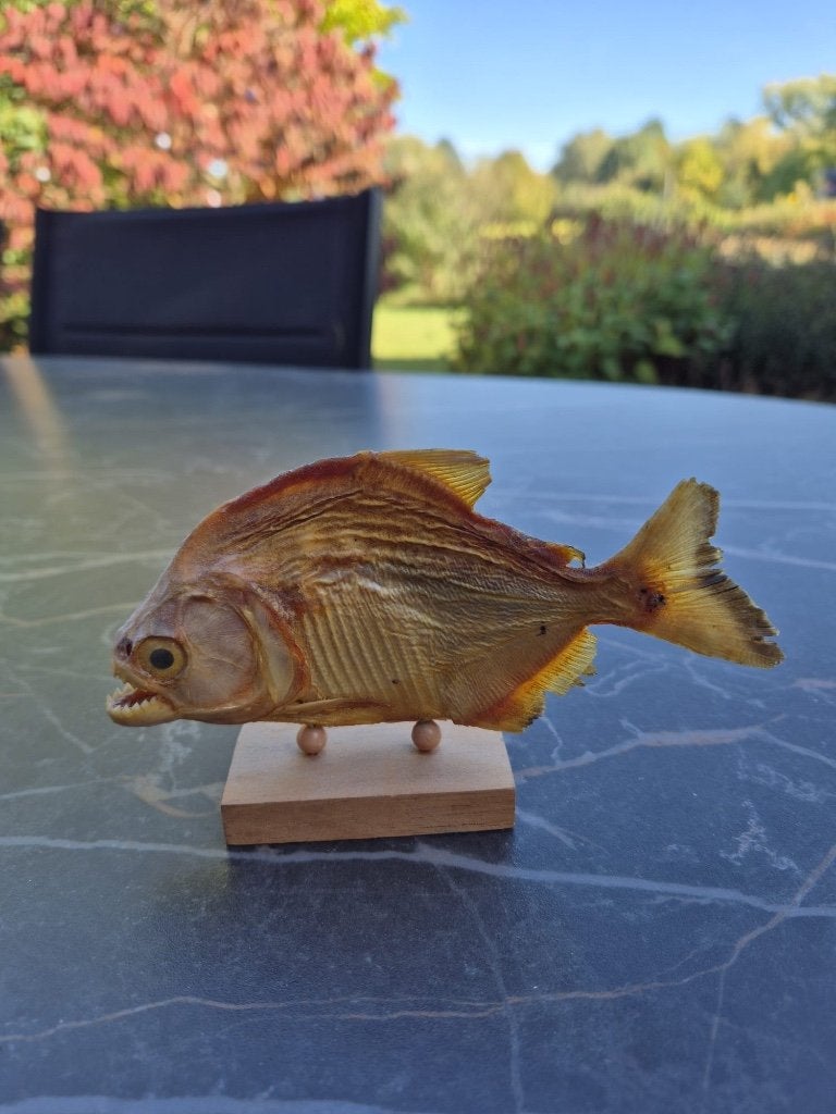 Piranha - 10 cm, Collections, Enlèvement, Comme neuf, Autres, Animal empaillé