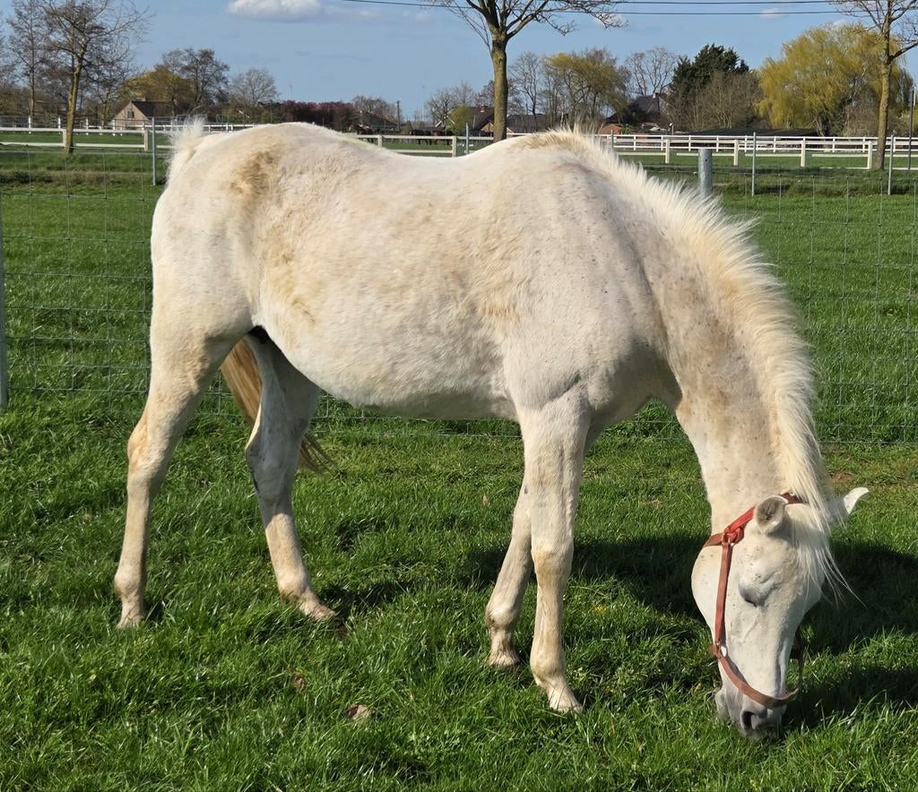 Gezelschapspaard fokmerrie recreatie arabische volbloed, Jument