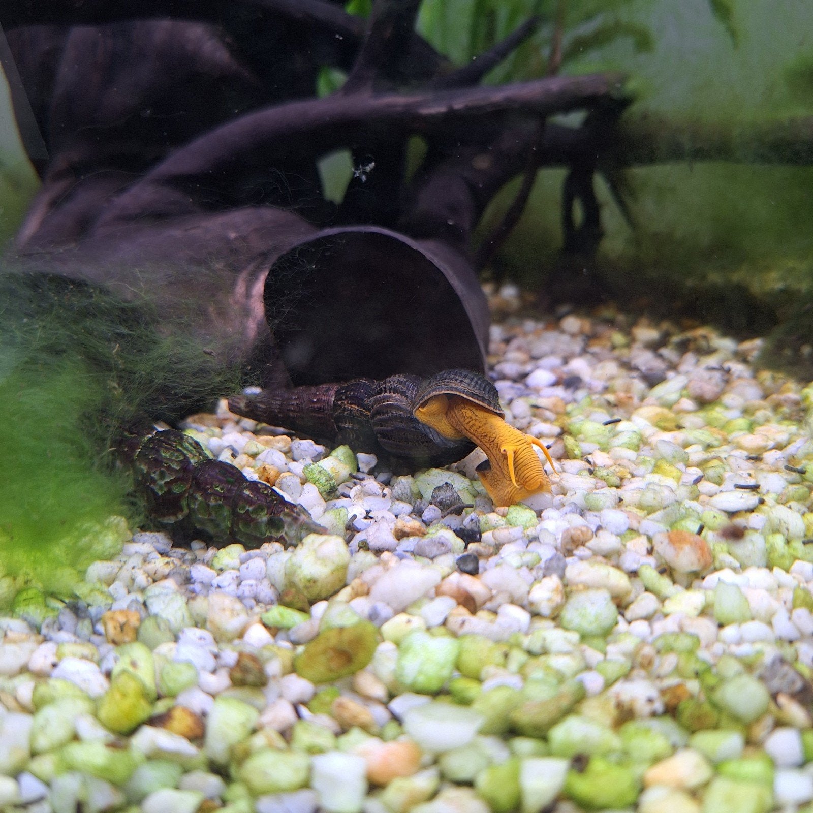 Tylomelania slakken, Dieren en Toebehoren, Vissen | Aquariumvissen