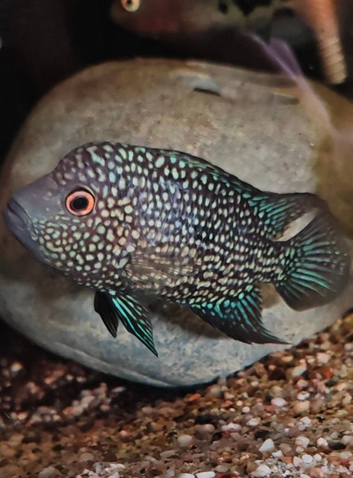 Herichtis carpintis nakweek