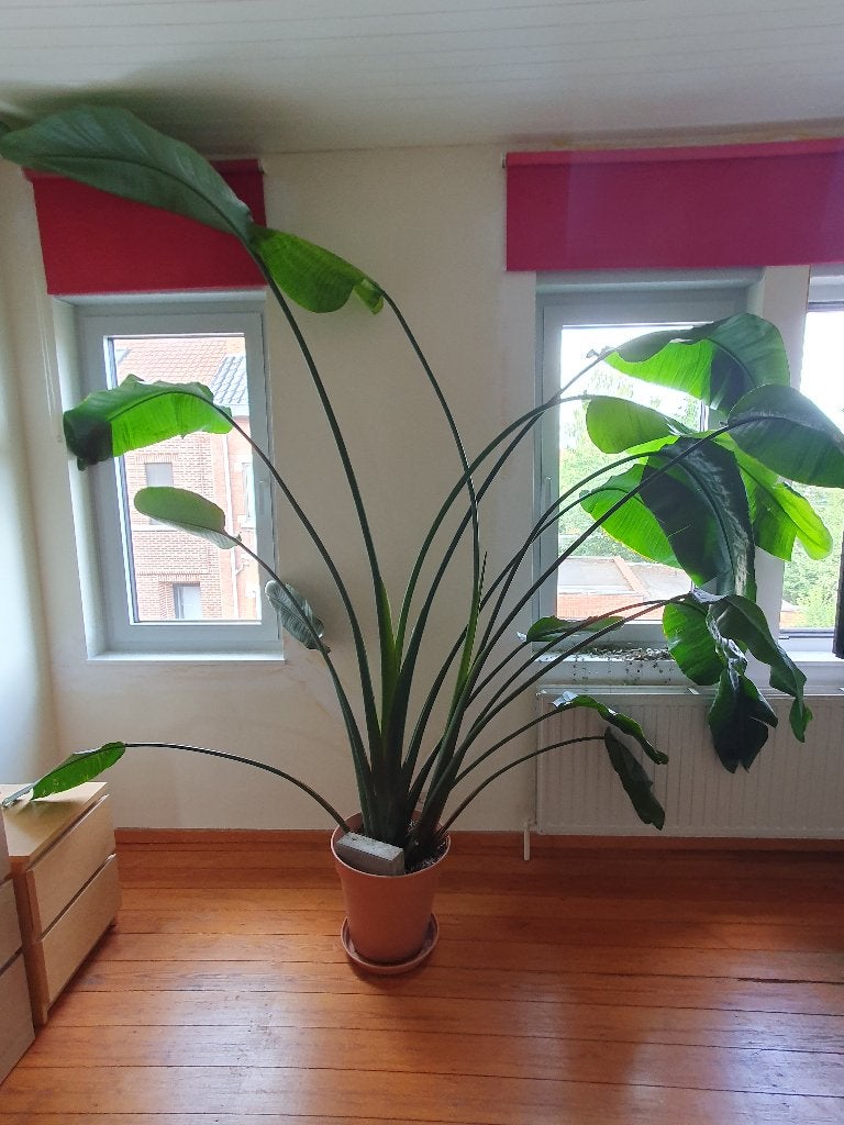 Paradijsvogelplant, Huis en Inrichting, Kamerplanten, Ophalen, 200 cm of meer, Overige soorten, In pot