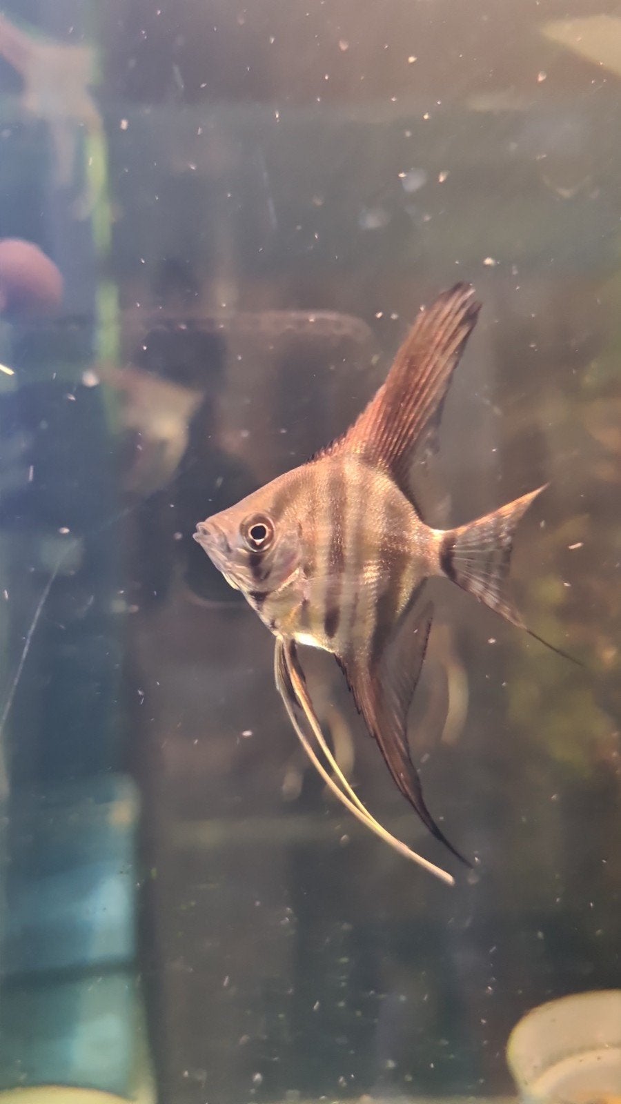 Poisson-ange à dos rouge, Animaux & Accessoires, Reptiles & Amphibiens
