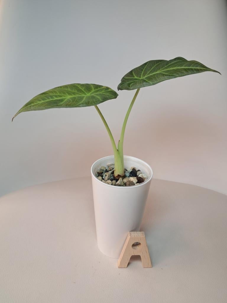 Alocasia Regal Shield | En Pon, Enlèvement