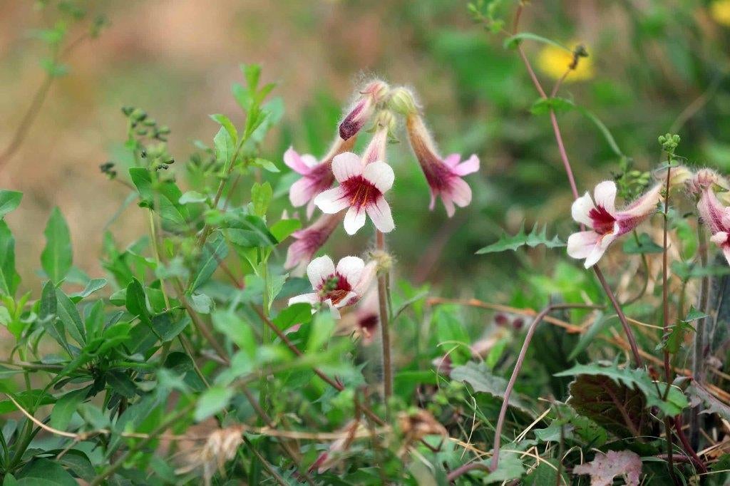 Rehmannia glutinosa, Volle zon, Vaste plant, Zomer, Ophalen