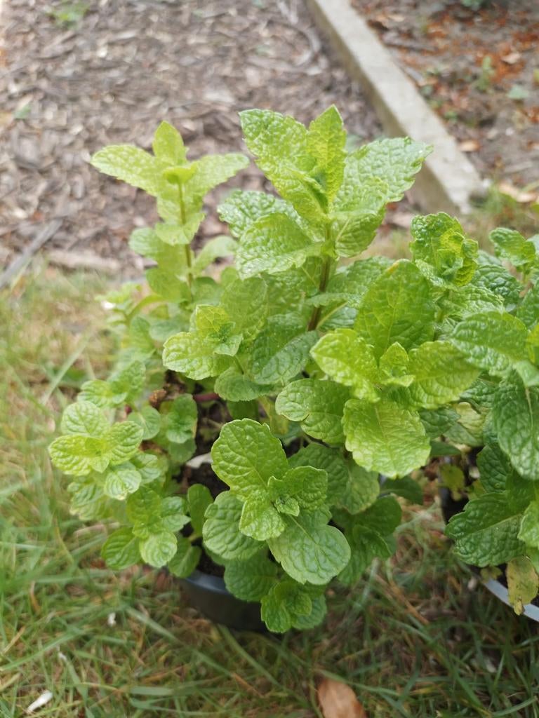 Muntplantjes, Tuin en Terras, Ophalen, Vaste plant, Halfschaduw, Kruiden