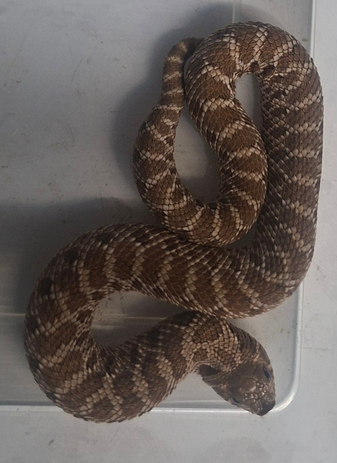hognose 100 het lucy 0.1, Dieren en Toebehoren