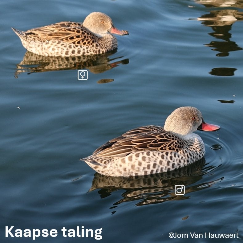 Siereenden: Kaapse taling, Animaux & Accessoires, Plusieurs animaux, Canard