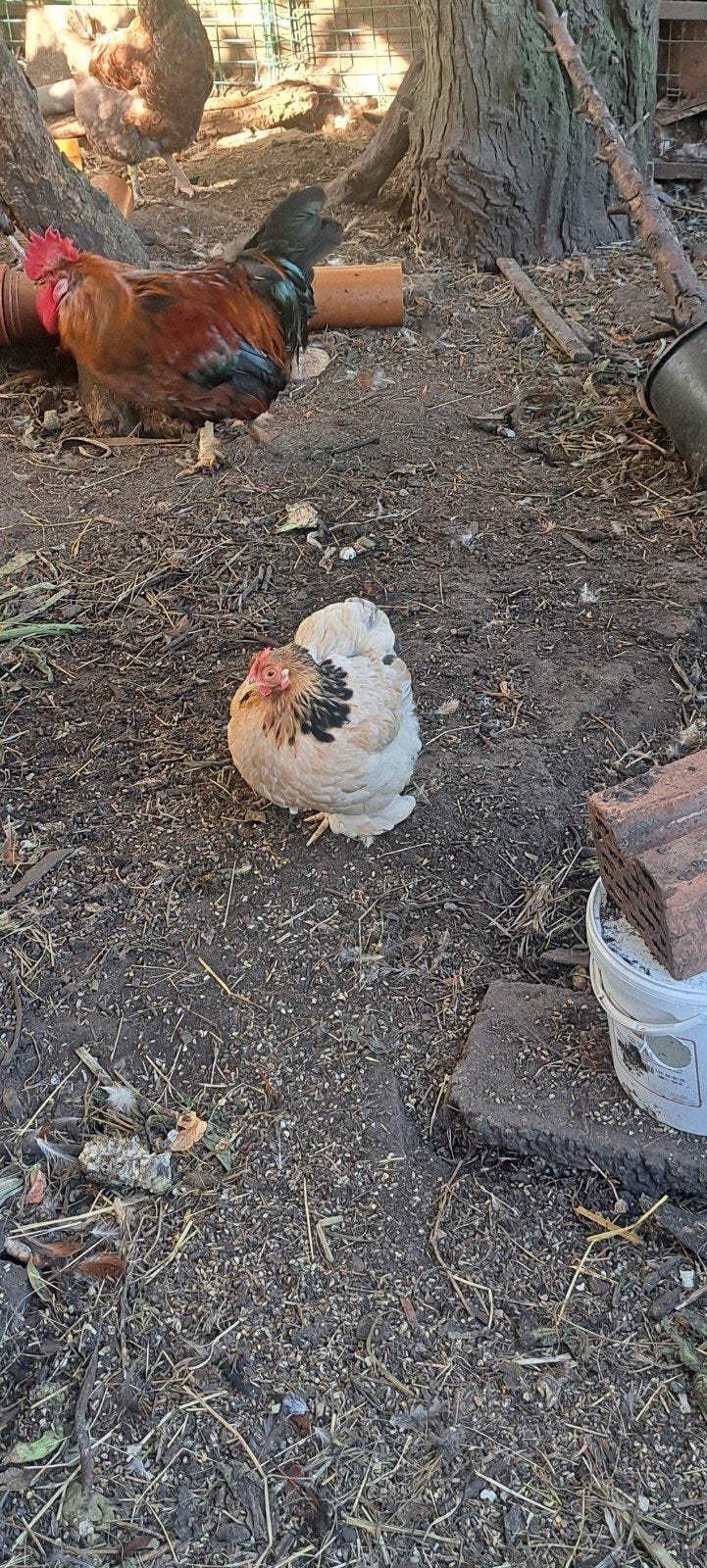 2 hanen en 1 kip, Dieren en Toebehoren, Meerdere dieren, Kip