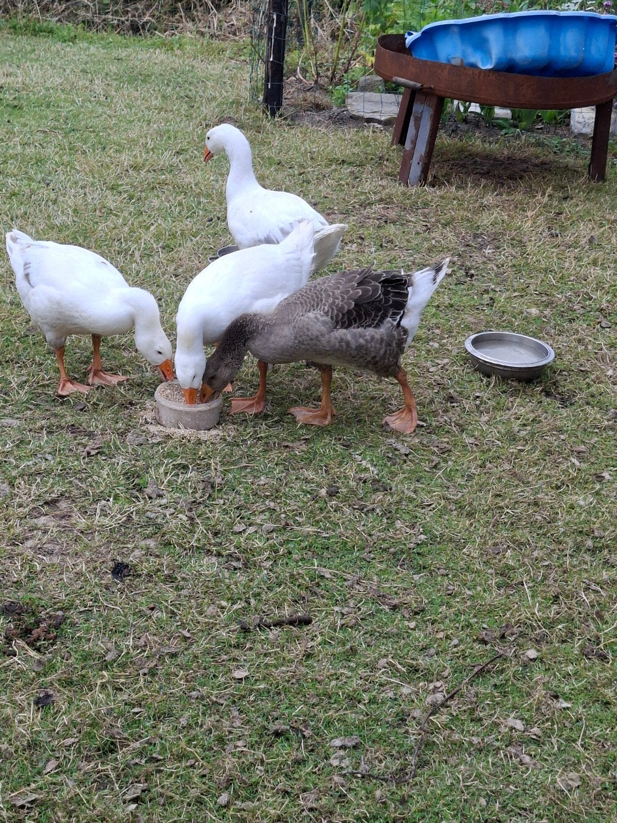 4 ganzen, Animaux & Accessoires, Volatiles, Sexe inconnu, Oie ou Cygne