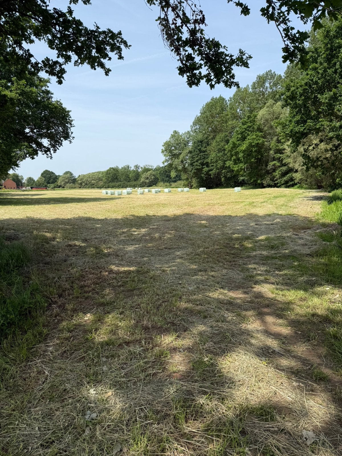 Voordroog pakken 15st zonder onkruid voor paarden 80-90-170, Weidegang, 1 paard of pony