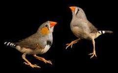 Timor zebravink, Plusieurs animaux, Oiseau tropical